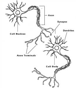 sinapse_